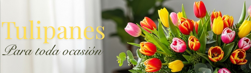 Descubre los mejores tulipanes en Bogotá para cumpleaños, aniversarios y más. Sorprende en cada ocasión con Floria Express.
